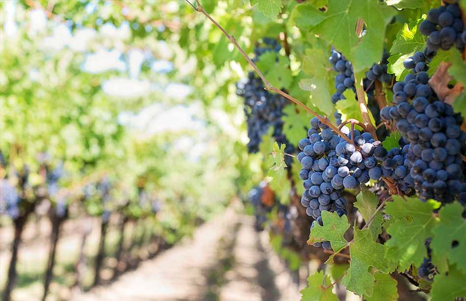 Vignes de champagne aube